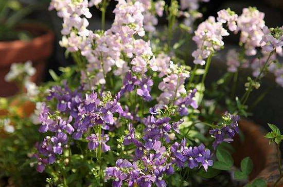 龙面花播种繁殖方法