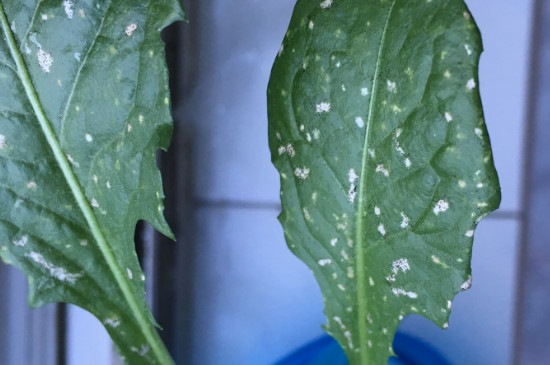 植物叶子上有白斑怎么治