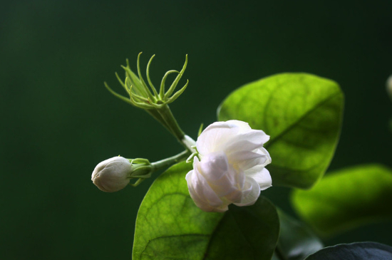 茉莉开花时如何施肥