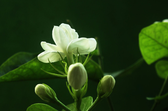 茉莉开花时如何施肥