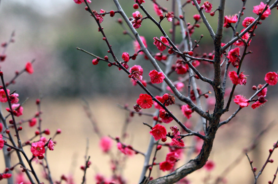 梅花叶子干枯怎么回事