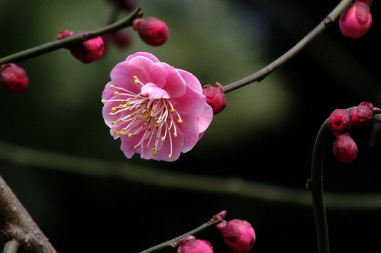 梅花叶子干枯怎么回事