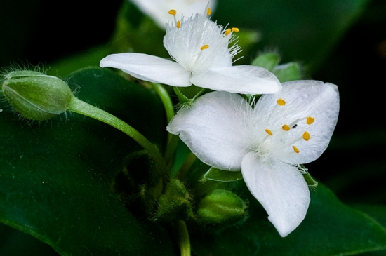 白花紫露草有毒吗