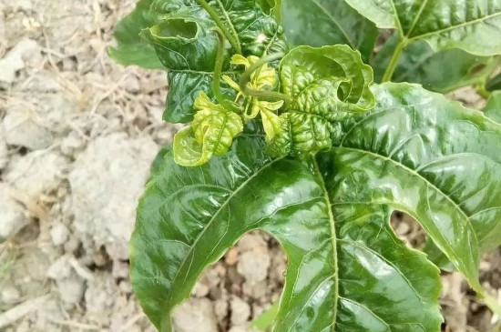 百香果怎样种植,多长时间才能挂果