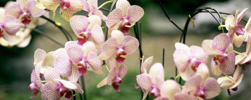 怎样去除兰花里的小飞虫