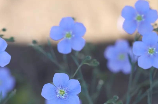 蓝亚麻的花语和传说