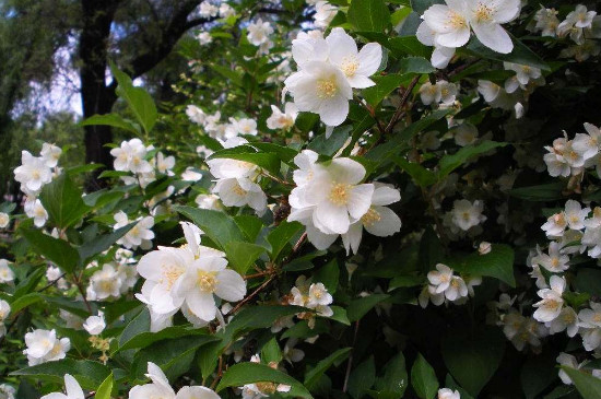 山梅花的养殖方法