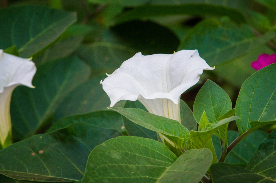 月光花的花语和文化意蕴