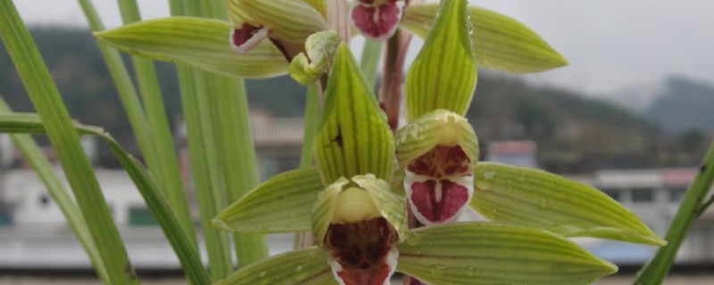 兰花豆瓣兰种植及养护