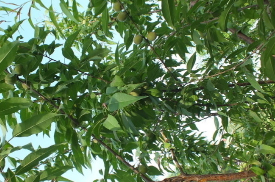 桃花树什么时候开花什么时候结果