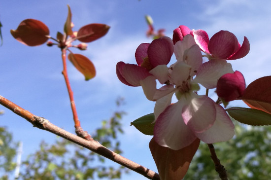 海棠树什么时候开花怎么管理