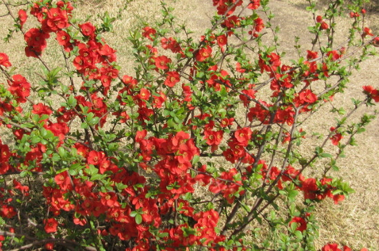 海棠树什么时候开花怎么管理