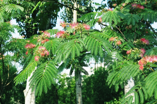 绒花树可以栽在大门口吗