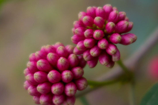 朱缨花的花期