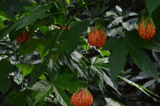 悬铃花叶子上长白点