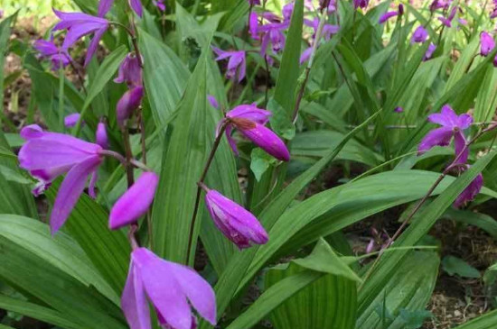 白芨怎么育苗