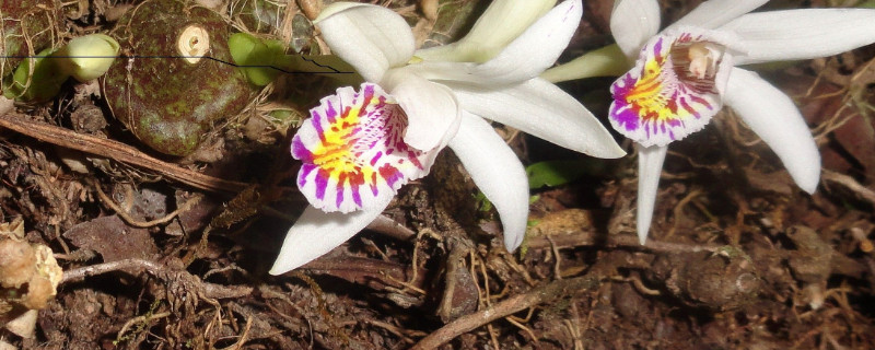 秋花独蒜兰叶子落后才开花吗