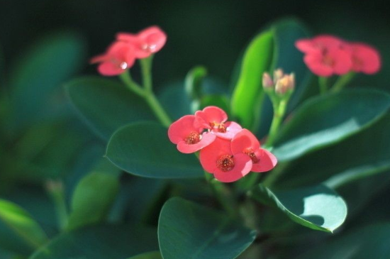 麒麟花叶子有白点