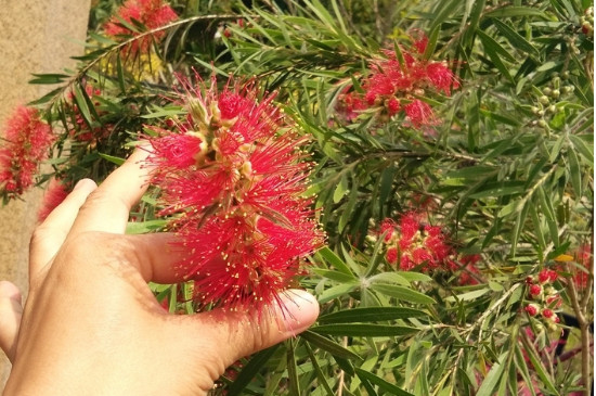 狗尾红的花序