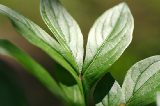 植物叶子发软下垂