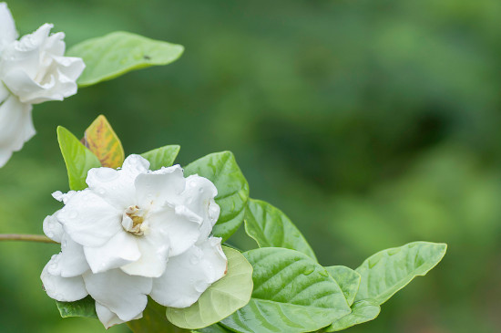 茉莉花几月开