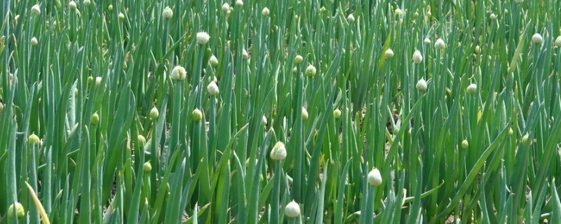 葱种植技术和种植时间