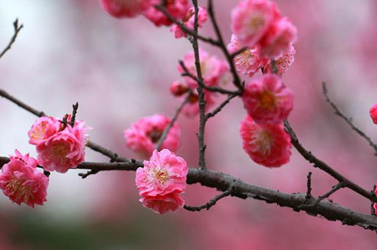 中国国花是牡丹还是梅花