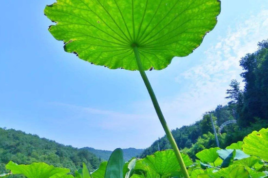 荷花为什么只长叶子不开花