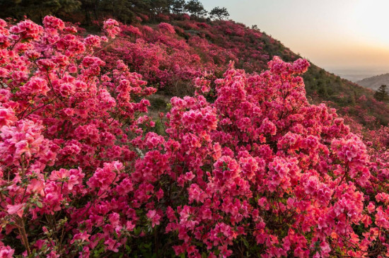 杜鹃花什么时候修剪,一年剪几次