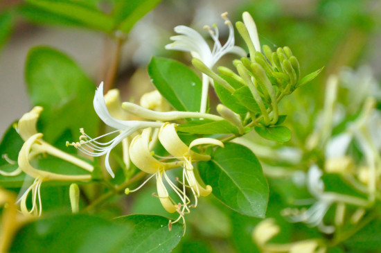  郁香忍冬和金银花区别