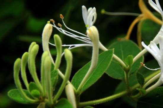 郁香忍冬花语