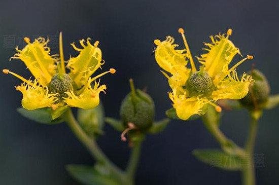 芸香的花语