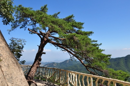 青松是什么植物