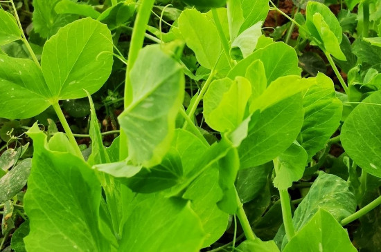 豌豆尖的种植方法和时间