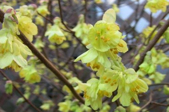 蜡瓣花什么时候开花