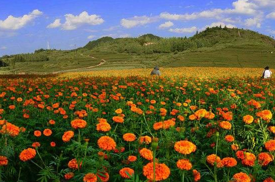 芳香万寿菊怎么修剪