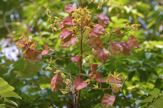 黄山栾树的果实有毒吗