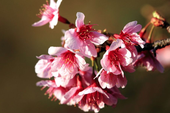 钟花樱的花语