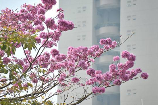 紫花风铃木怎么播种