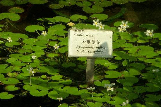 金银莲花怎么繁殖下一片叶子