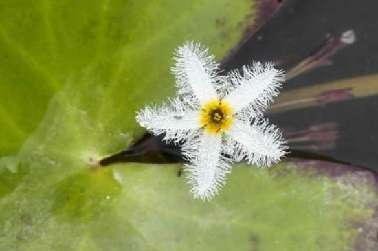 金银莲花怎么换水