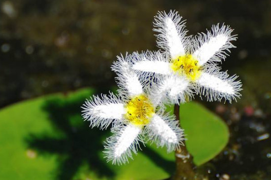 金银莲花怎么种