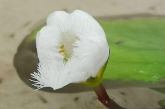 金银莲花叶子变黄咋办