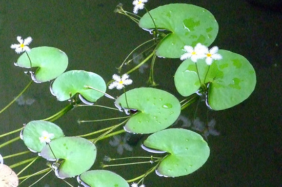 金银莲花叶子上有了黄斑怎么办