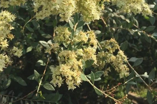 散沫花怎么样繁殖