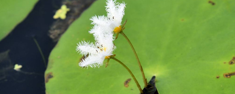 金银莲花怎么分株