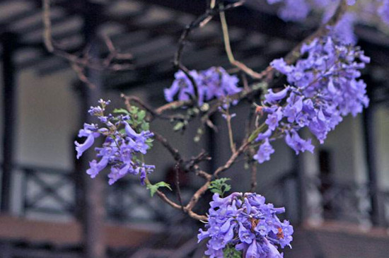 蓝花楹怎么种植长得快