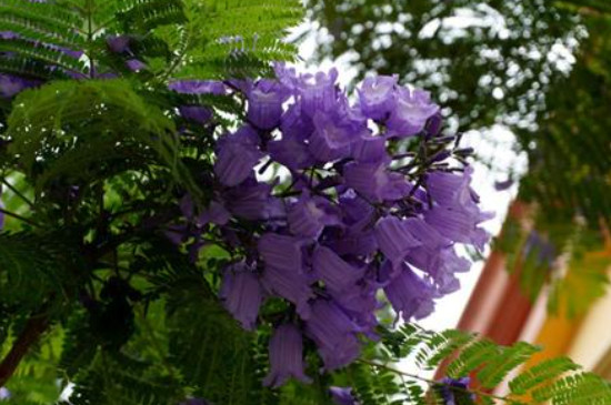 蓝花楹怎么种植长得快