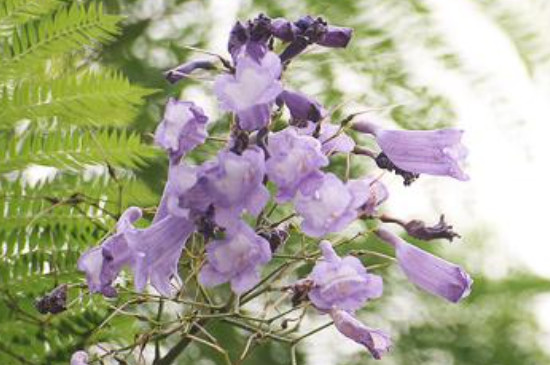 蓝花楹如何繁殖