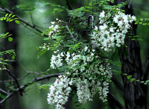 香花槐能吃吗